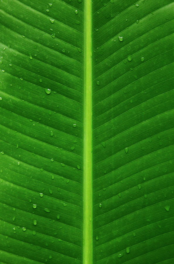 Close-up of a green leaf with water droplets