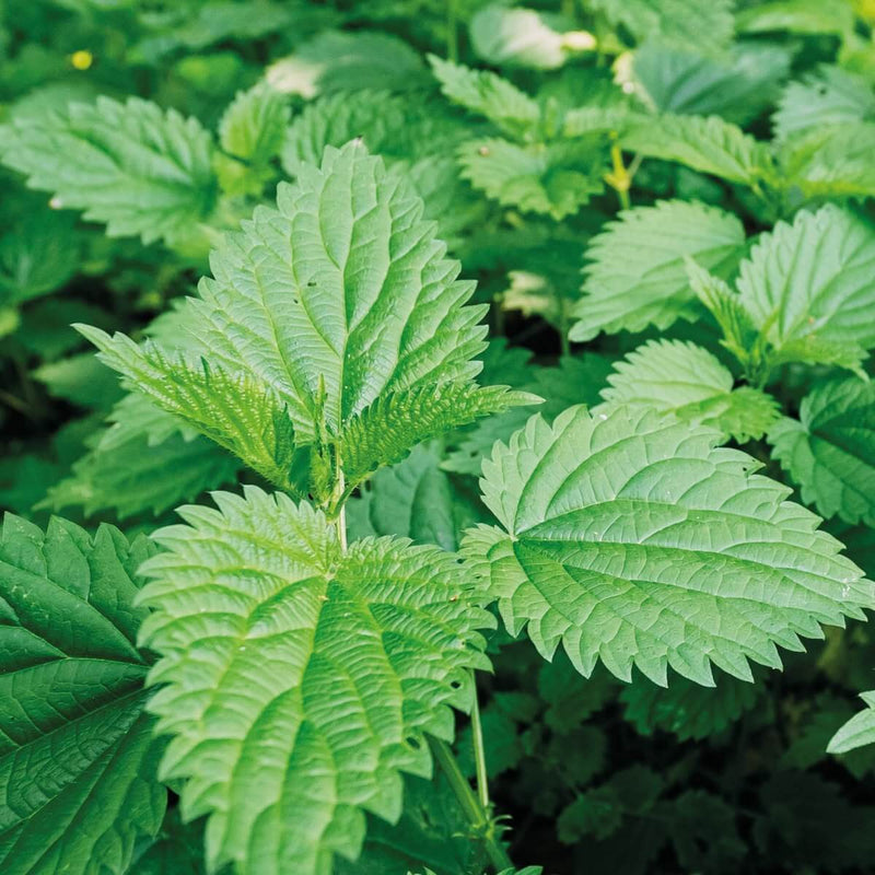 Close-up of fresh green stinging nettle leaves with prominent serrated edges and textured veins growing densely in a garden setting.