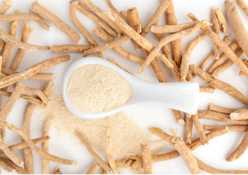 Spoonful of Ashwagandha powder surrounded by dried roots on a white background