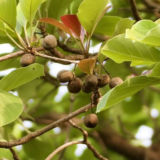 Brown Bibhitaki fruits on a tree branch with green leaves