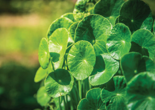 green Brahmi leaves in a bundle coming from stems with green background