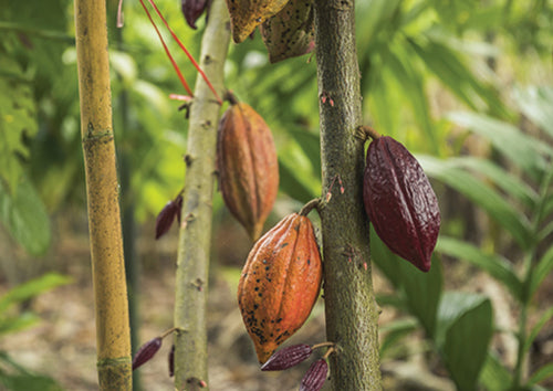 yellow and brown cacao fruit hanging from brown stem with green leafy background