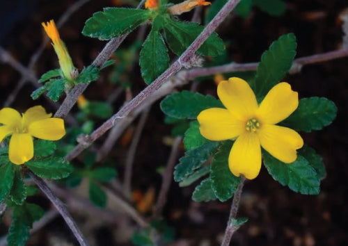 Yellow Damiana flower blooming from stem surrounded by green leaves