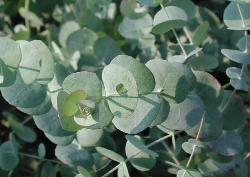 light green Eucalyptus leaves coming from stems of a bush