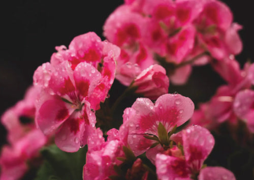 pink geranium flowers hanging from green stems with water droplets on them