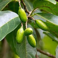 Green Haritaki fruits on a branch with leaves