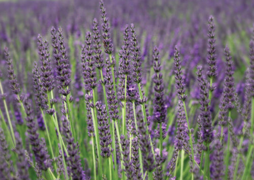feild of purple lavender flowers coming from green stems
