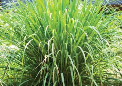 green lemongrass bush coming from green grassy ground