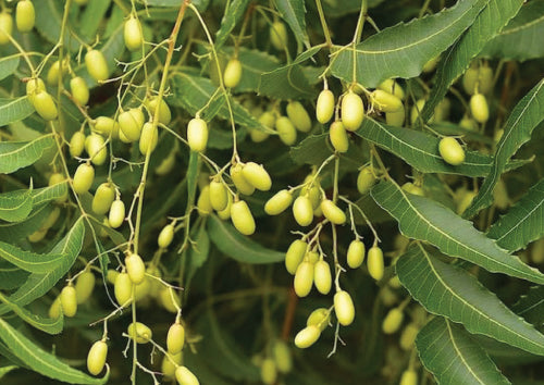 yellow green Neem berries hanging from green stems surrounded by green leaves