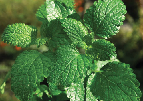 green peppermint leaf with brown background