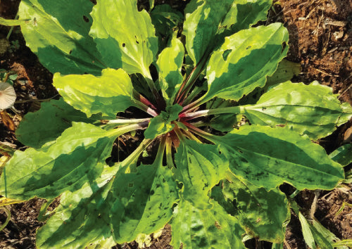 green plantain planted in brown dirt