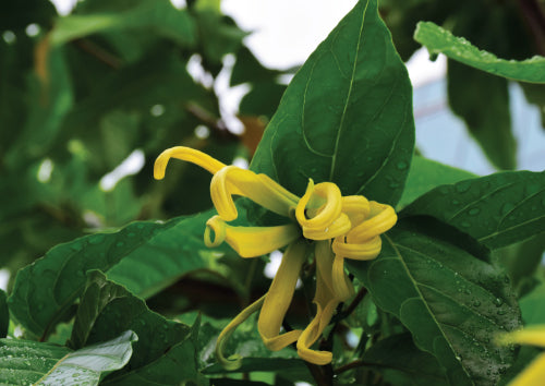 yellow ylang ylang flower hanging from green stem with water on it surrounded by green leaves