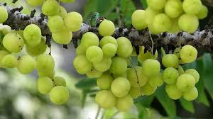 Close-up of green alma berries on a branch with a blurred natural background